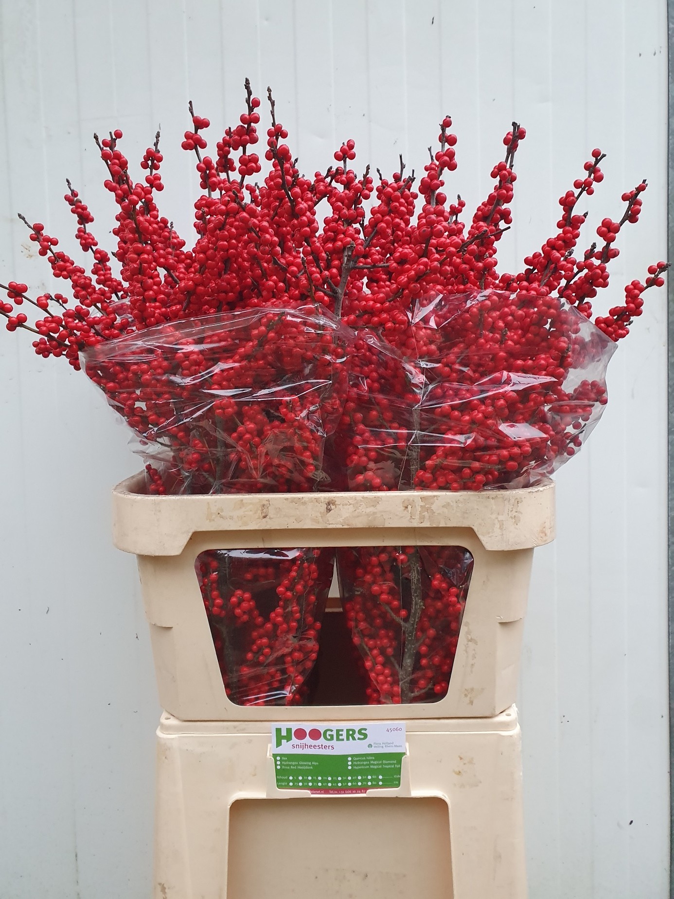 Ilex 20260621 02