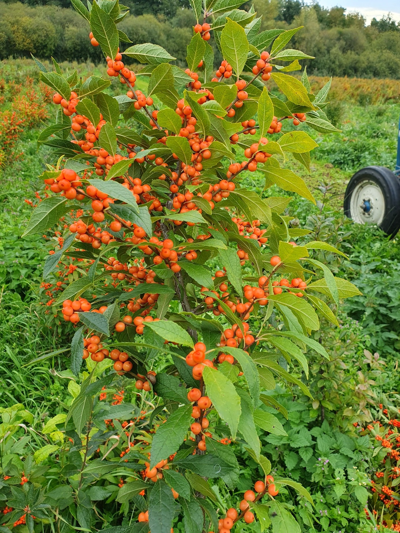 Ilex wintergold 20260621 01