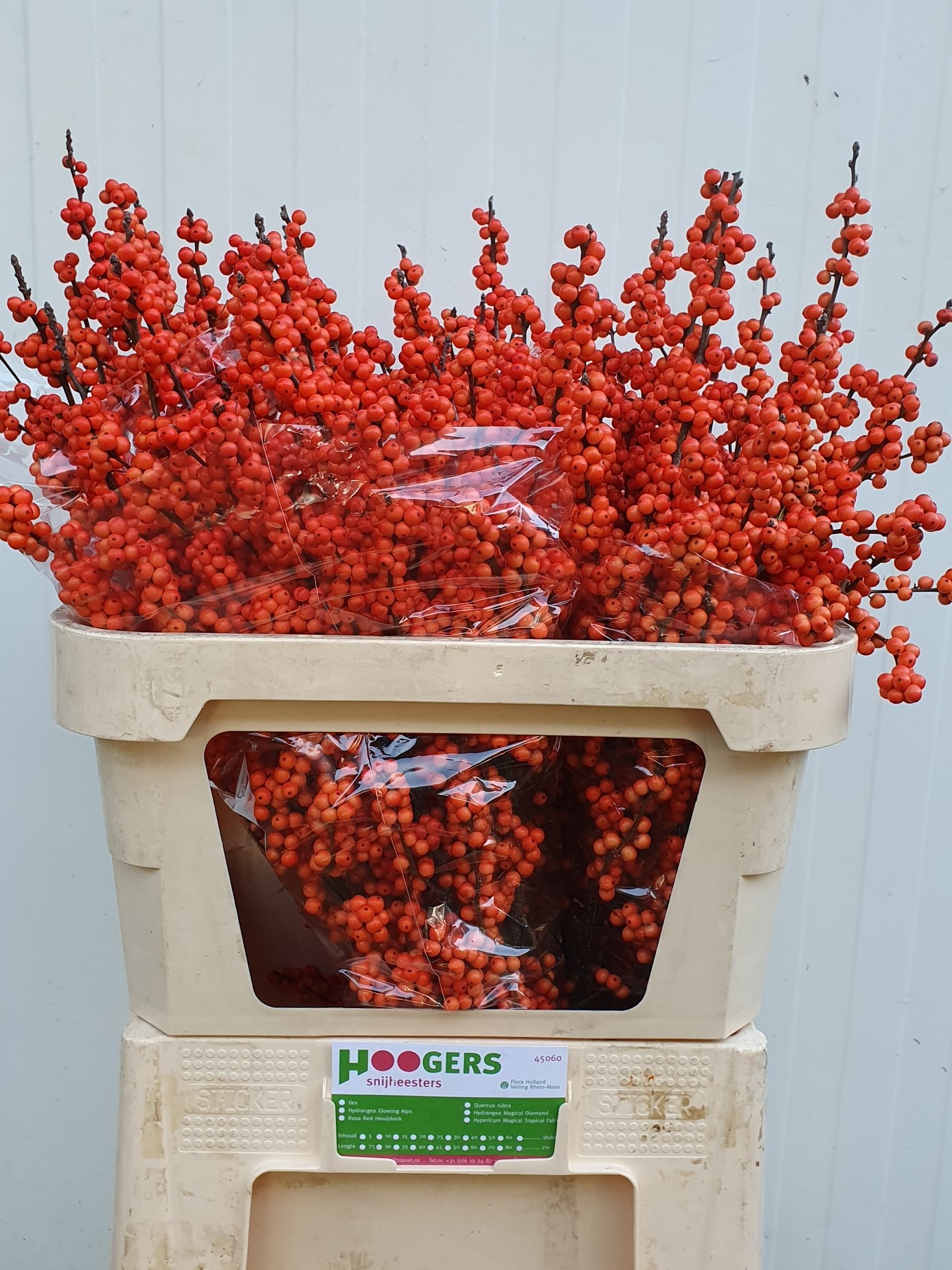 Ilex wintergold 20260621 03