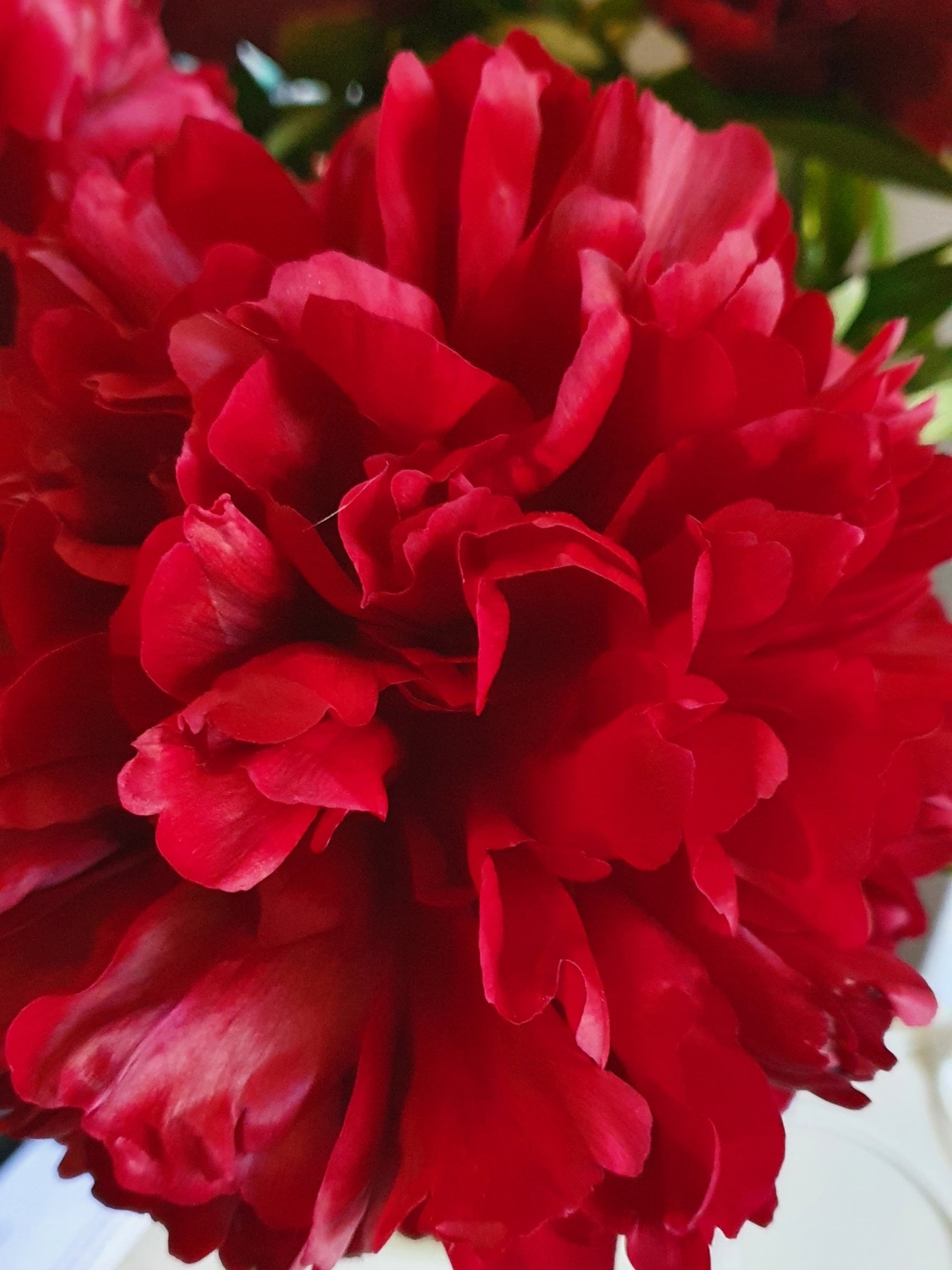 Red Grace