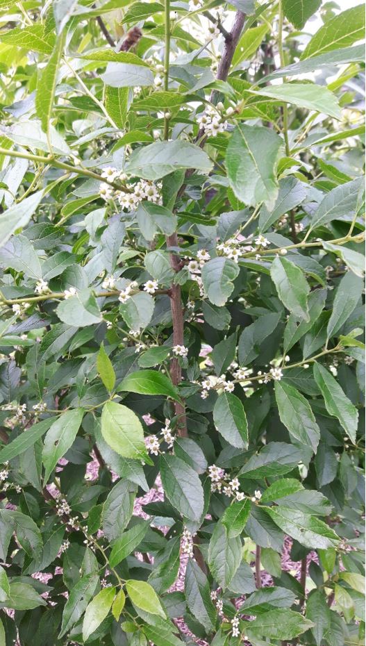 ilex 20240415 1