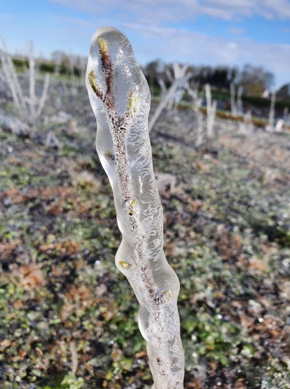 ilex 20240415 2