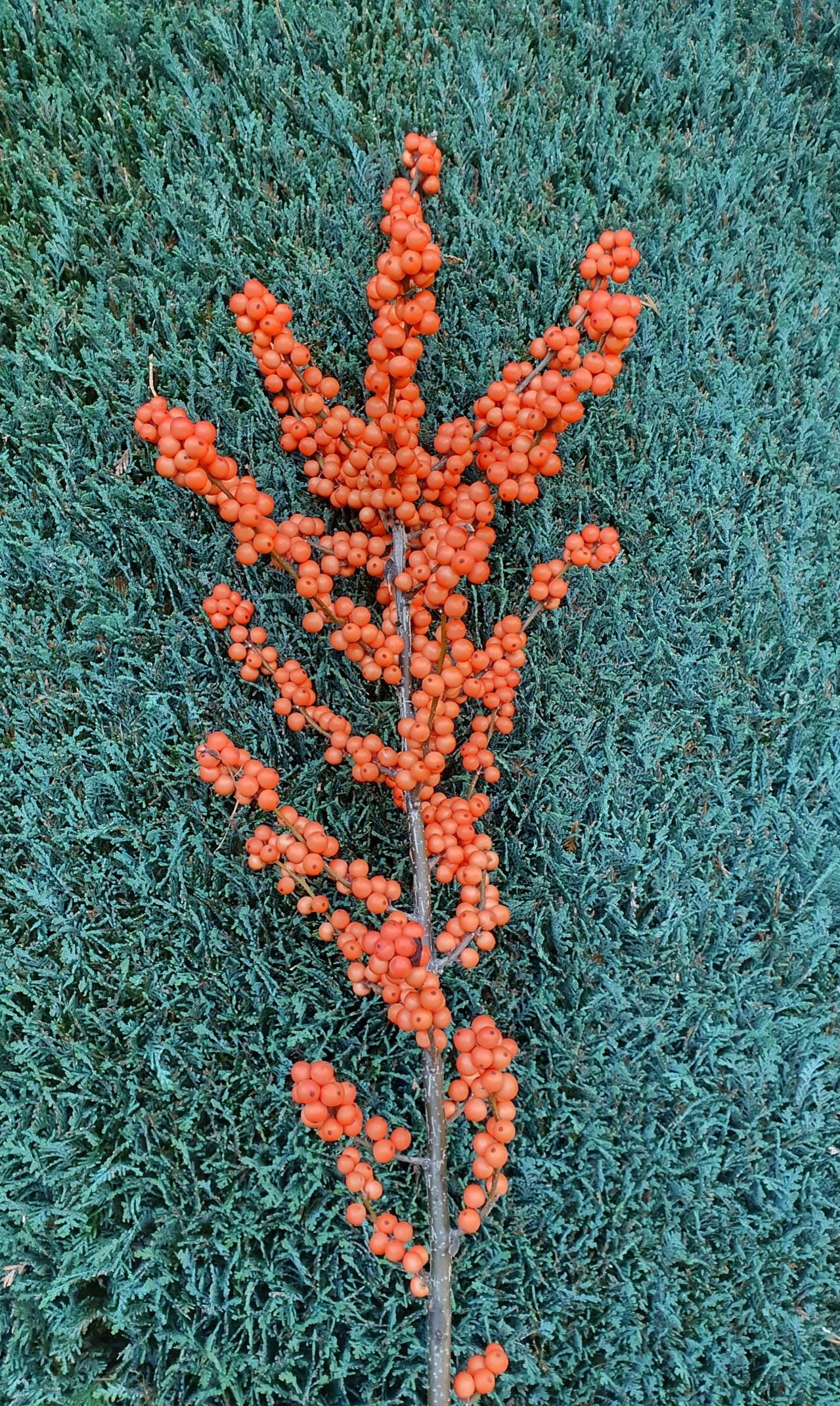 ilex wintergold 20260621 02